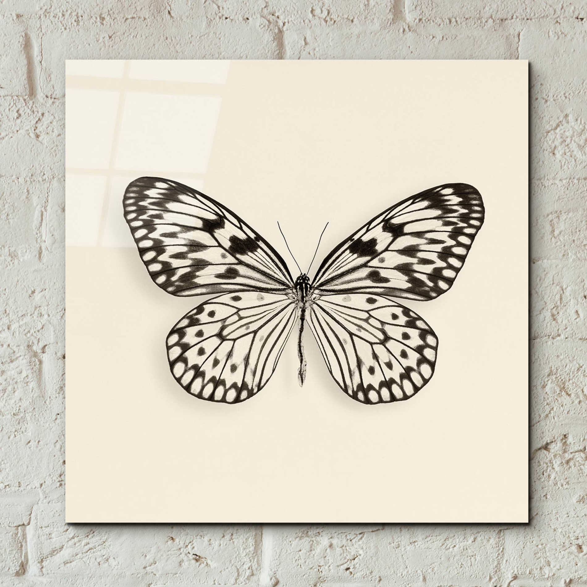 Epic Art 'Butterfly V B&W' by Debra Van Swearingen, Acrylic Glass Wall Art,12x12