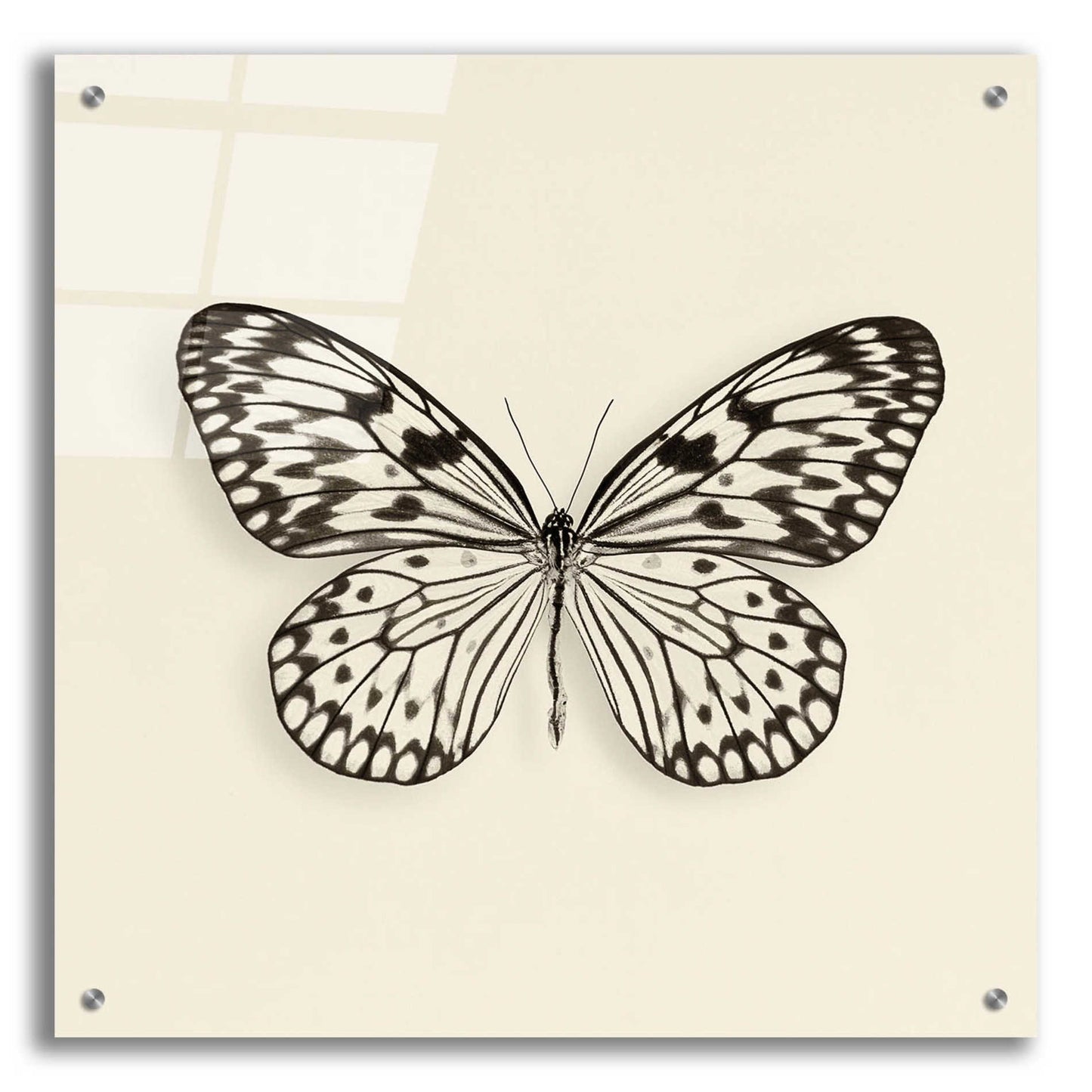 Epic Art 'Butterfly V B&W' by Debra Van Swearingen, Acrylic Glass Wall Art,24x24