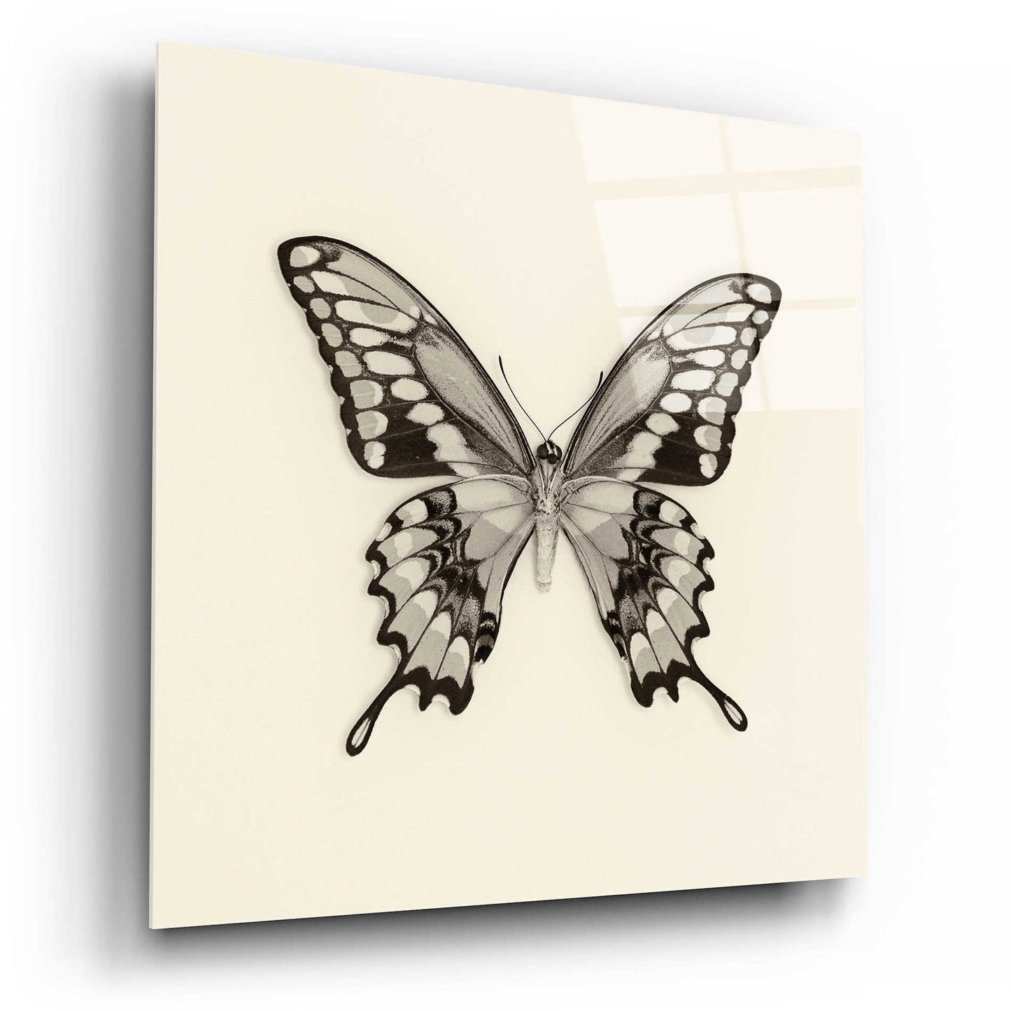 Epic Art 'Butterfly VI B&W' by Debra Van Swearingen, Acrylic Glass Wall Art,12x12