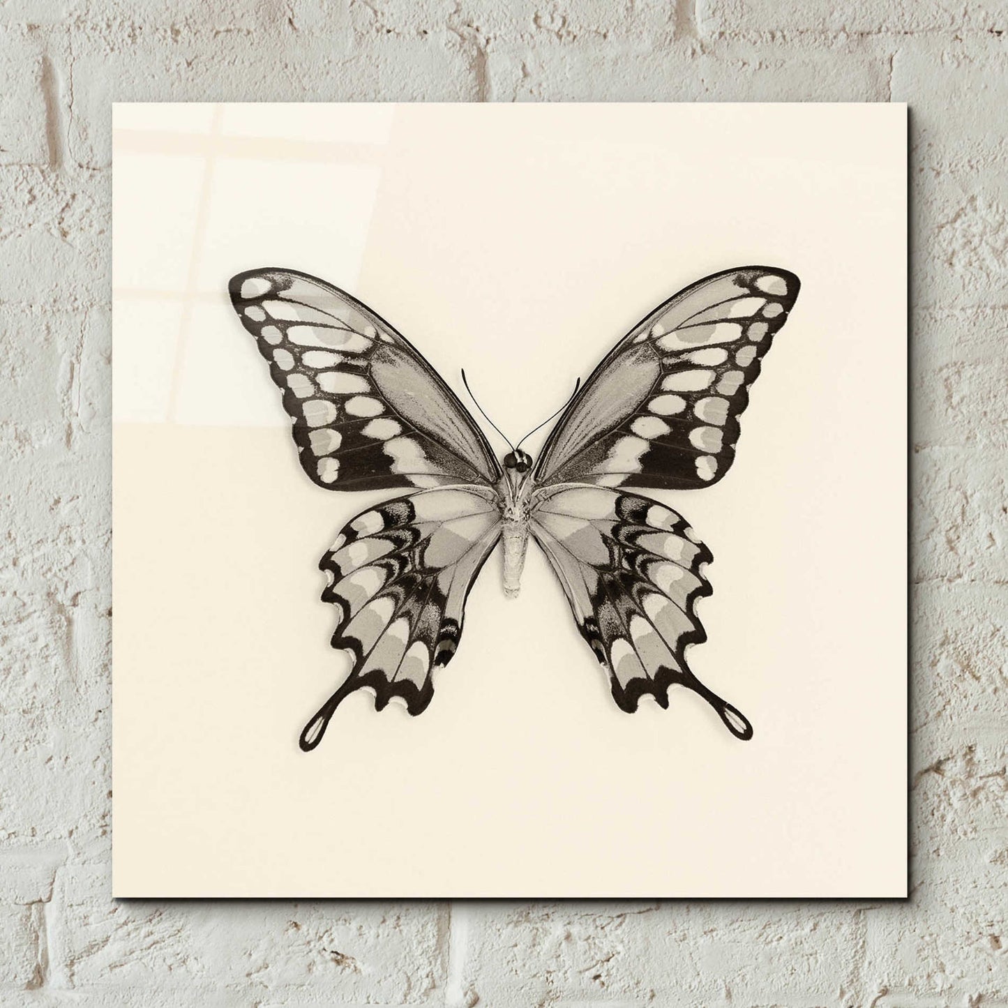 Epic Art 'Butterfly VI B&W' by Debra Van Swearingen, Acrylic Glass Wall Art,12x12