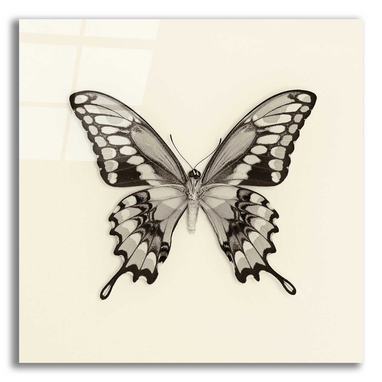 Epic Art 'Butterfly VI B&W' by Debra Van Swearingen, Acrylic Glass Wall Art,12x12