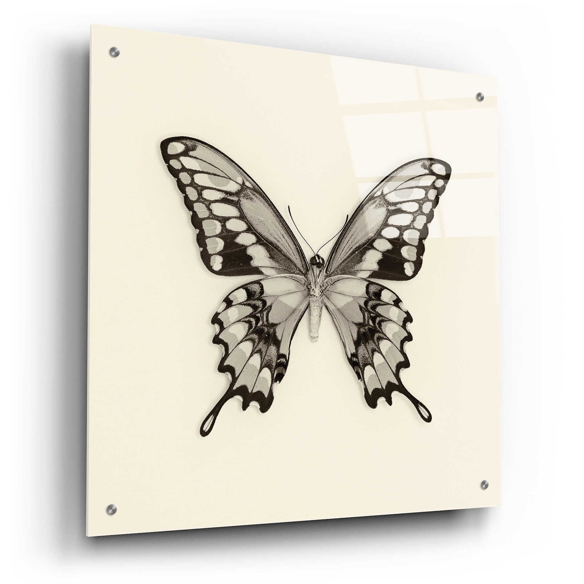 Epic Art 'Butterfly VI B&W' by Debra Van Swearingen, Acrylic Glass Wall Art,24x24