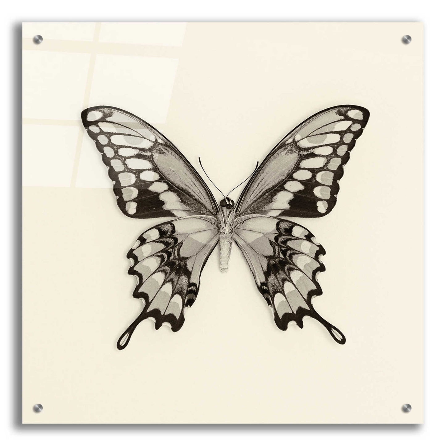 Epic Art 'Butterfly VI B&W' by Debra Van Swearingen, Acrylic Glass Wall Art,24x24