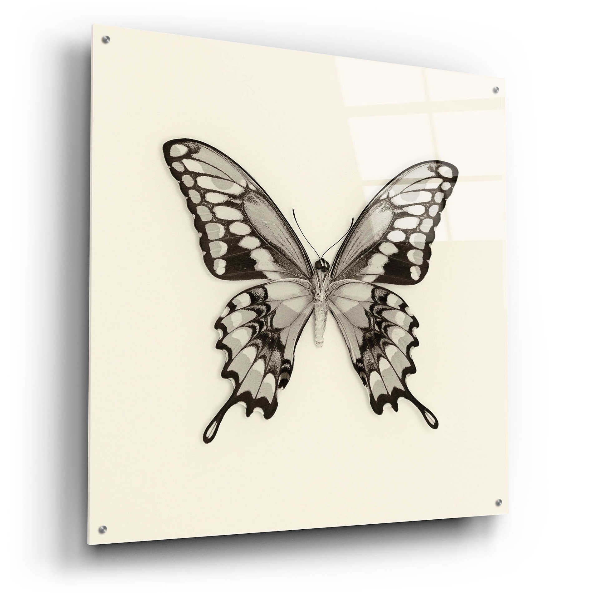 Epic Art 'Butterfly VI B&W' by Debra Van Swearingen, Acrylic Glass Wall Art,36x36