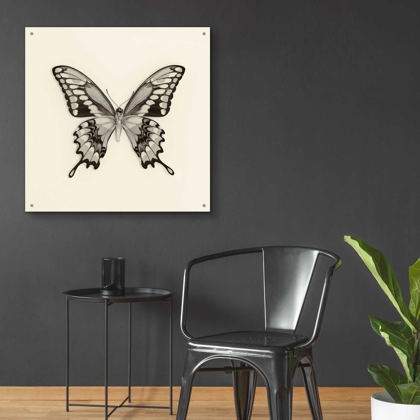 Epic Art 'Butterfly VI B&W' by Debra Van Swearingen, Acrylic Glass Wall Art,36x36