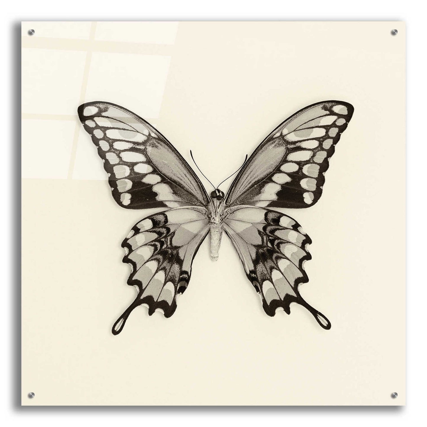 Epic Art 'Butterfly VI B&W' by Debra Van Swearingen, Acrylic Glass Wall Art,36x36