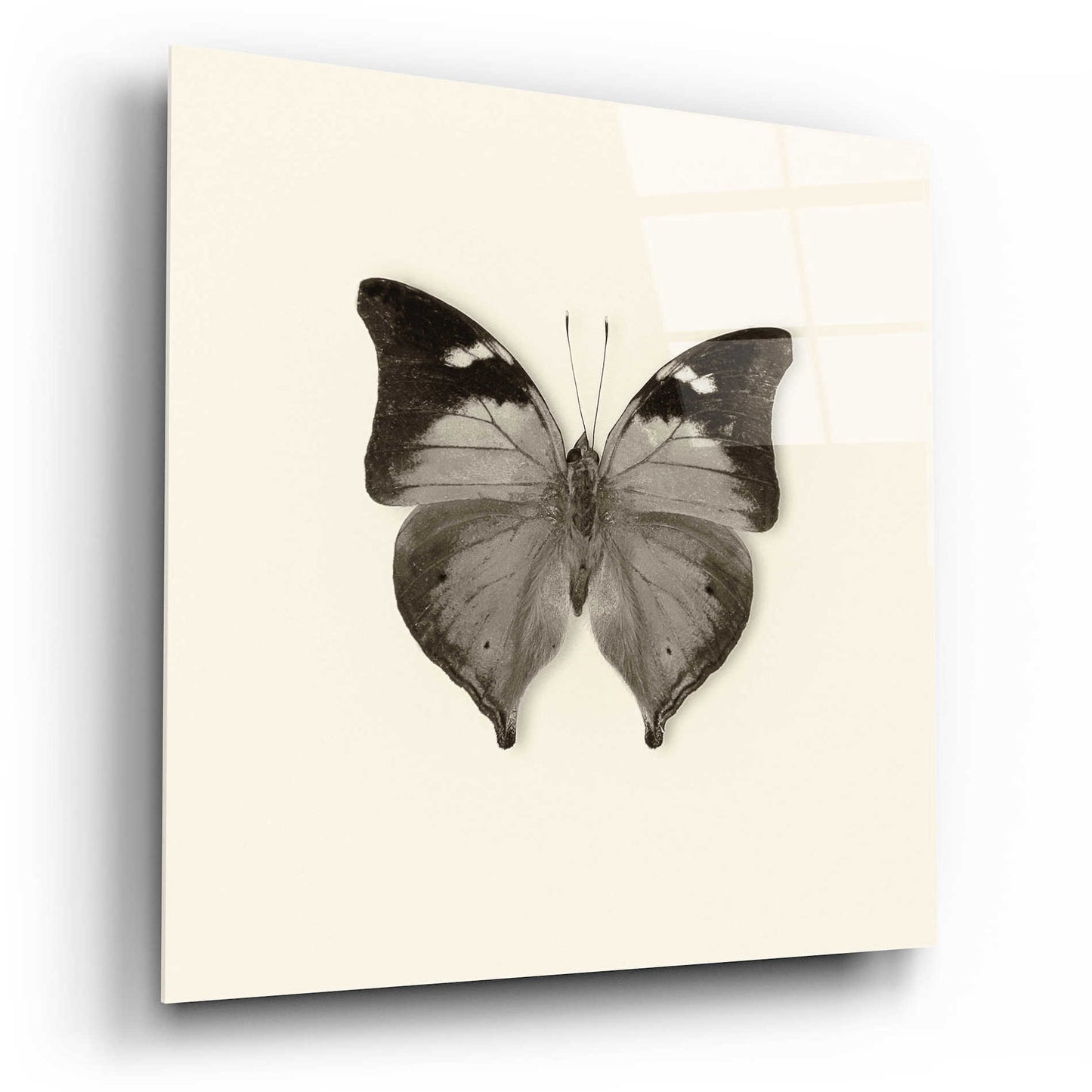 Epic Art 'Butterfly VII B&W' by Debra Van Swearingen, Acrylic Glass Wall Art,12x12