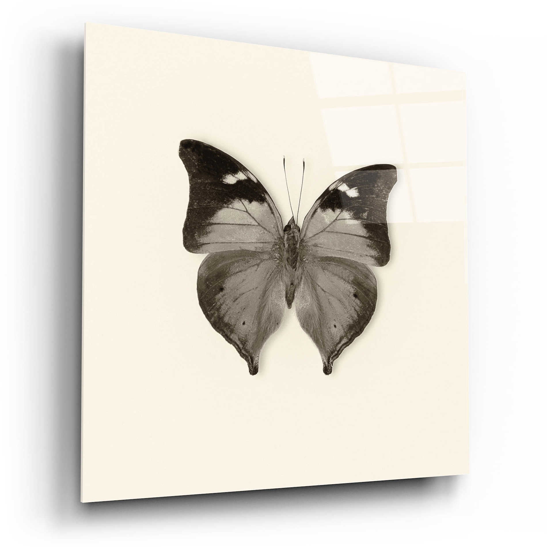 Epic Art 'Butterfly VII B&W' by Debra Van Swearingen, Acrylic Glass Wall Art,12x12