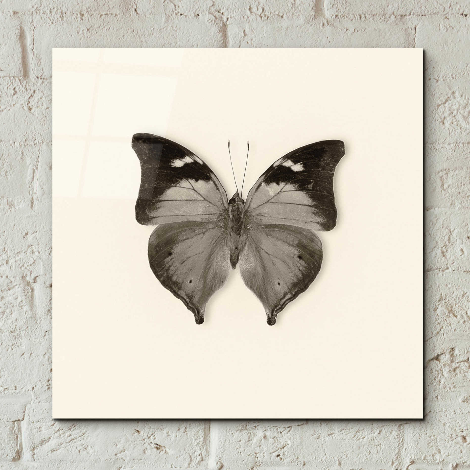 Epic Art 'Butterfly VII B&W' by Debra Van Swearingen, Acrylic Glass Wall Art,12x12