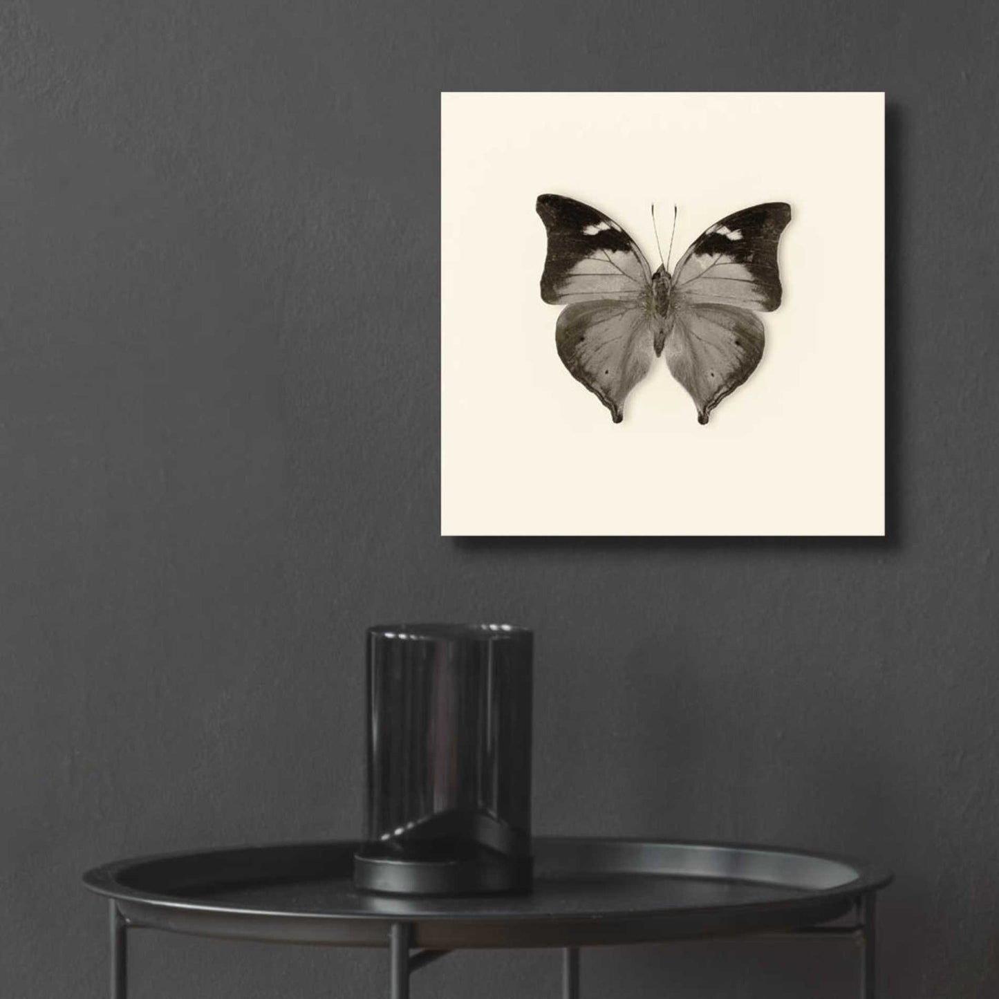 Epic Art 'Butterfly VII B&W' by Debra Van Swearingen, Acrylic Glass Wall Art,12x12