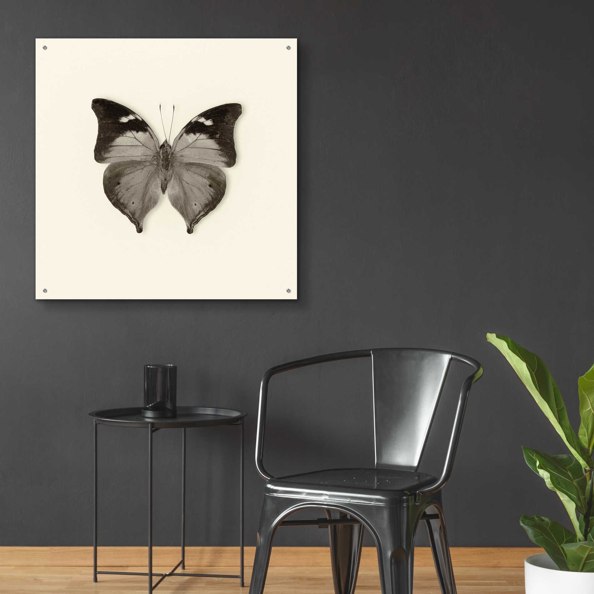 Epic Art 'Butterfly VII B&W' by Debra Van Swearingen, Acrylic Glass Wall Art,36x36