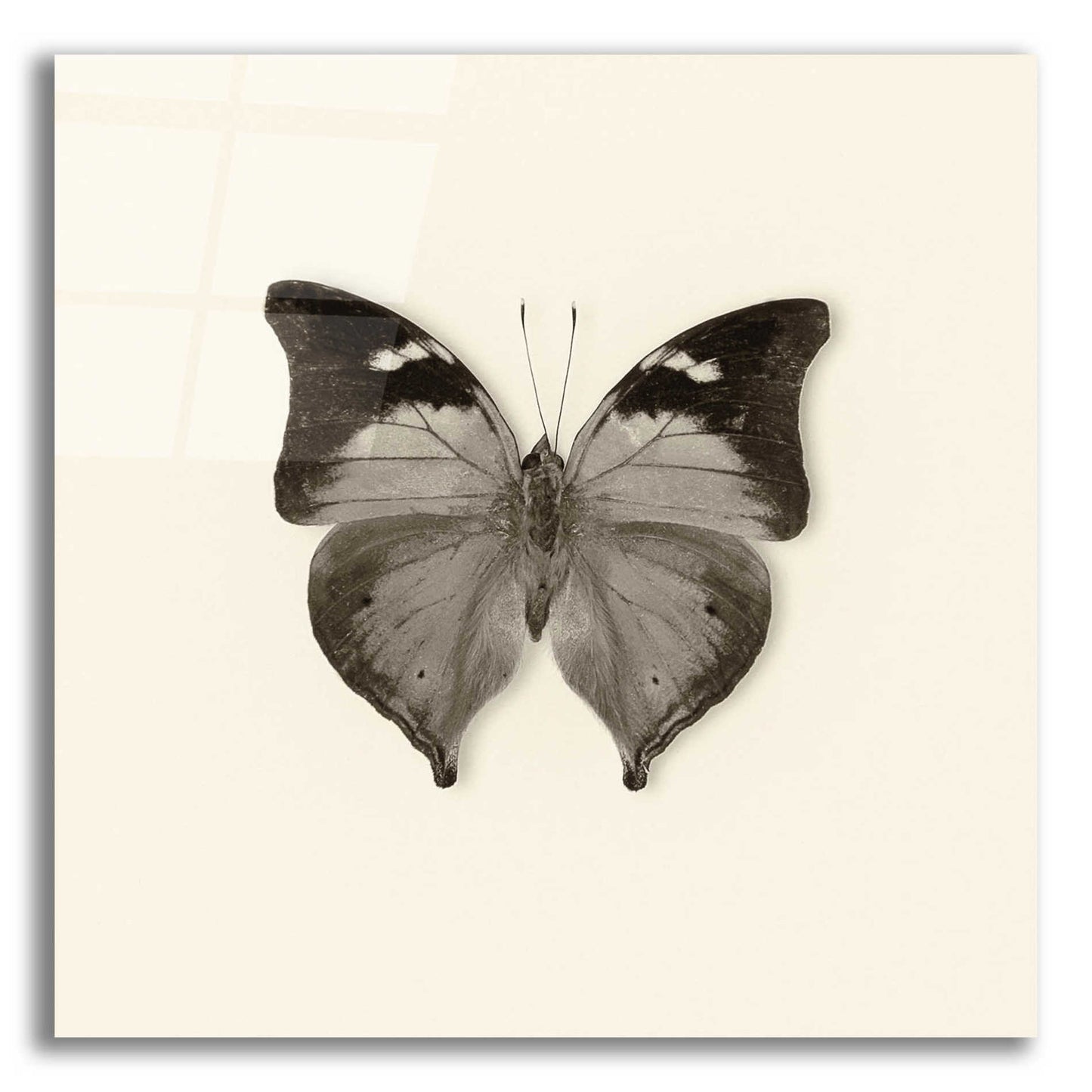 Epic Art 'Butterfly VII B&W' by Debra Van Swearingen, Acrylic Glass Wall Art,12x12x1.1x0,18x18x1.1x0,26x26x1.74x0,37x37x1.74x0