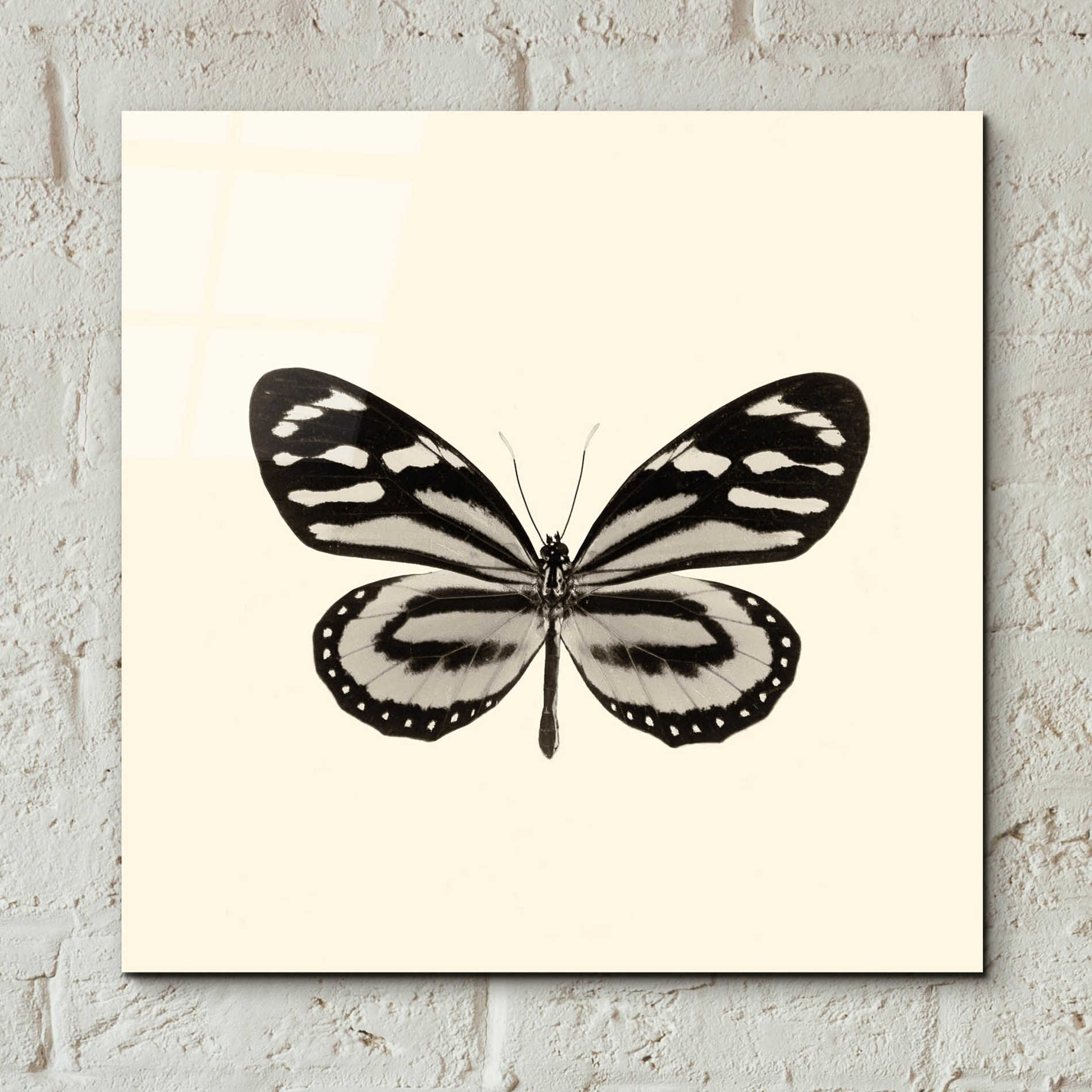 Epic Art 'Butterfly VIII B&W' by Debra Van Swearingen, Acrylic Glass Wall Art,12x12