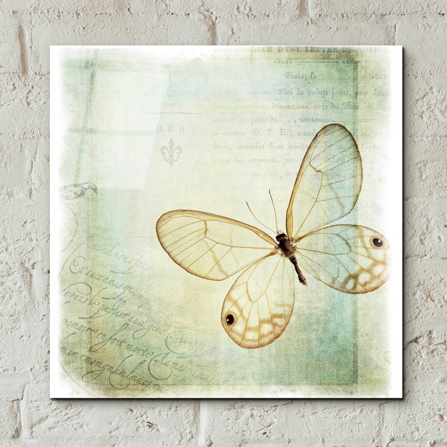 Epic Art 'Floating Butterfly I' by Debra Van Swearingen, Acrylic Glass Wall Art,12x12