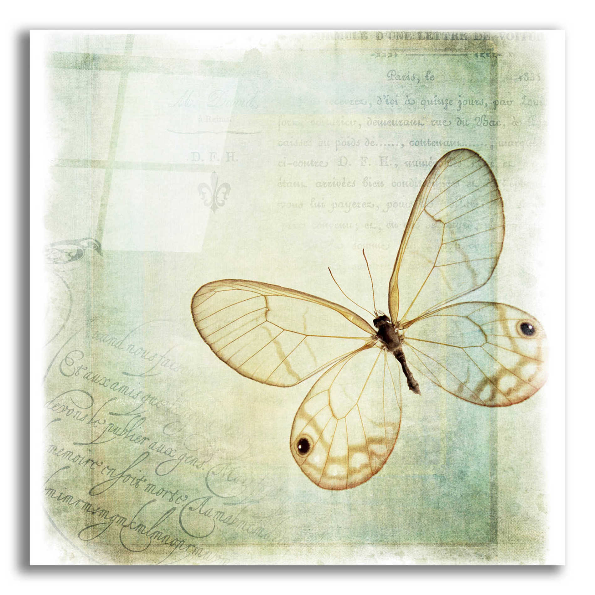 Epic Art 'Floating Butterfly I' by Debra Van Swearingen, Acrylic Glass Wall Art,12x12