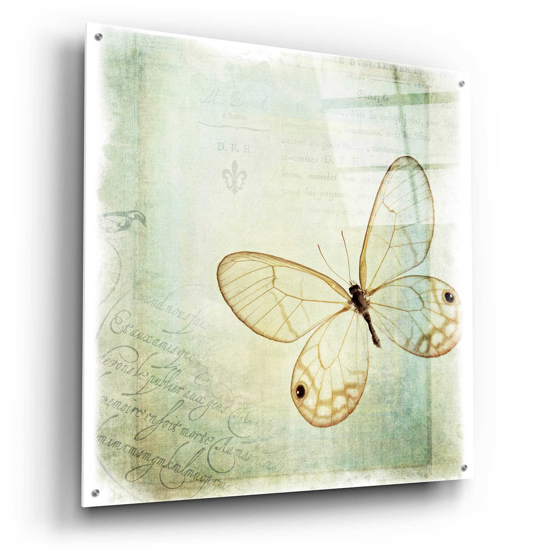 Epic Art 'Floating Butterfly I' by Debra Van Swearingen, Acrylic Glass Wall Art,36x36