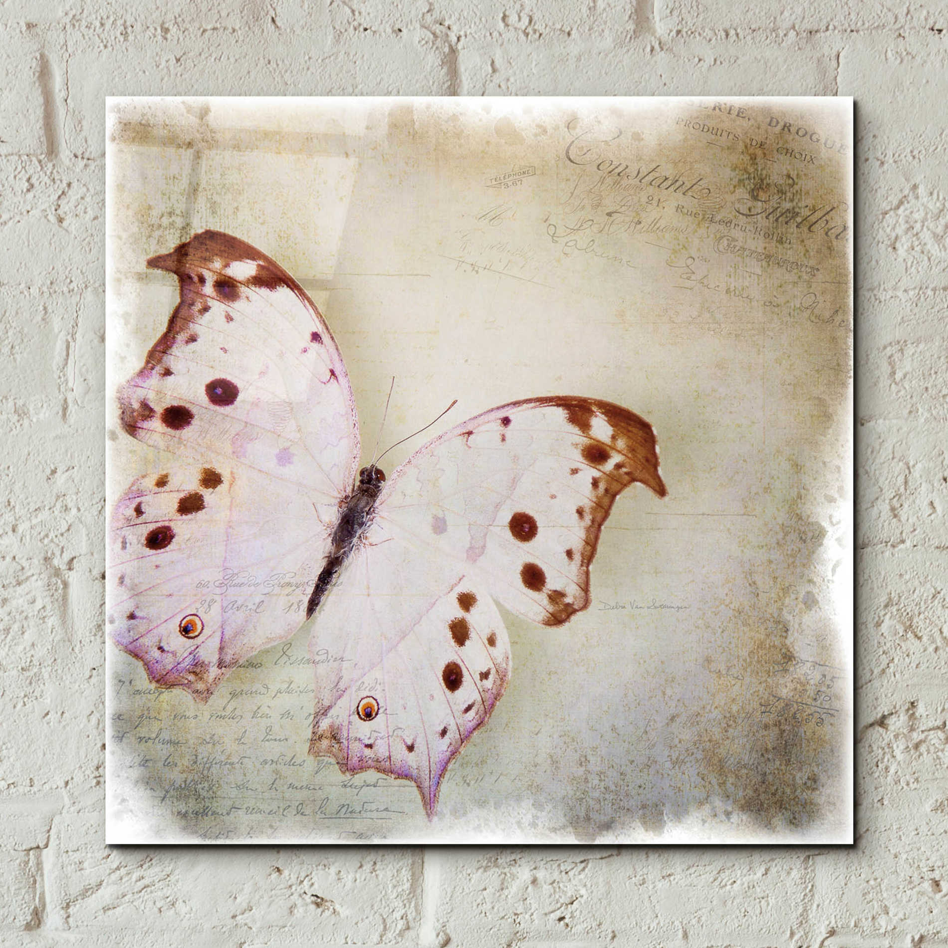 Epic Art 'Floating Butterfly II' by Debra Van Swearingen, Acrylic Glass Wall Art,12x12