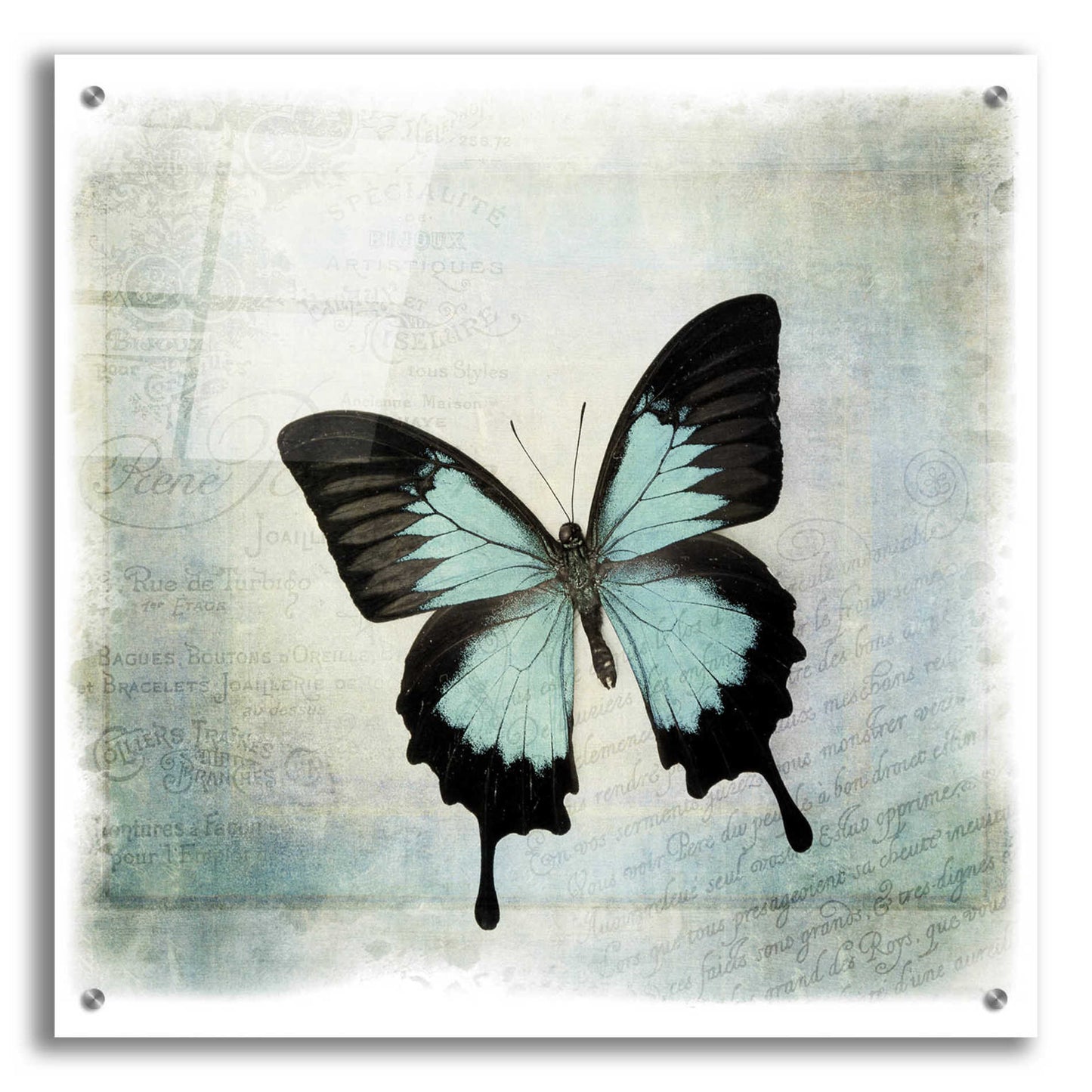 Epic Art 'Floating Butterfly III' by Debra Van Swearingen, Acrylic Glass Wall Art,24x24