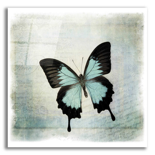 Epic Art 'Floating Butterfly III' by Debra Van Swearingen, Acrylic Glass Wall Art,12x12x1.1x0,18x18x1.1x0,26x26x1.74x0,37x37x1.74x0