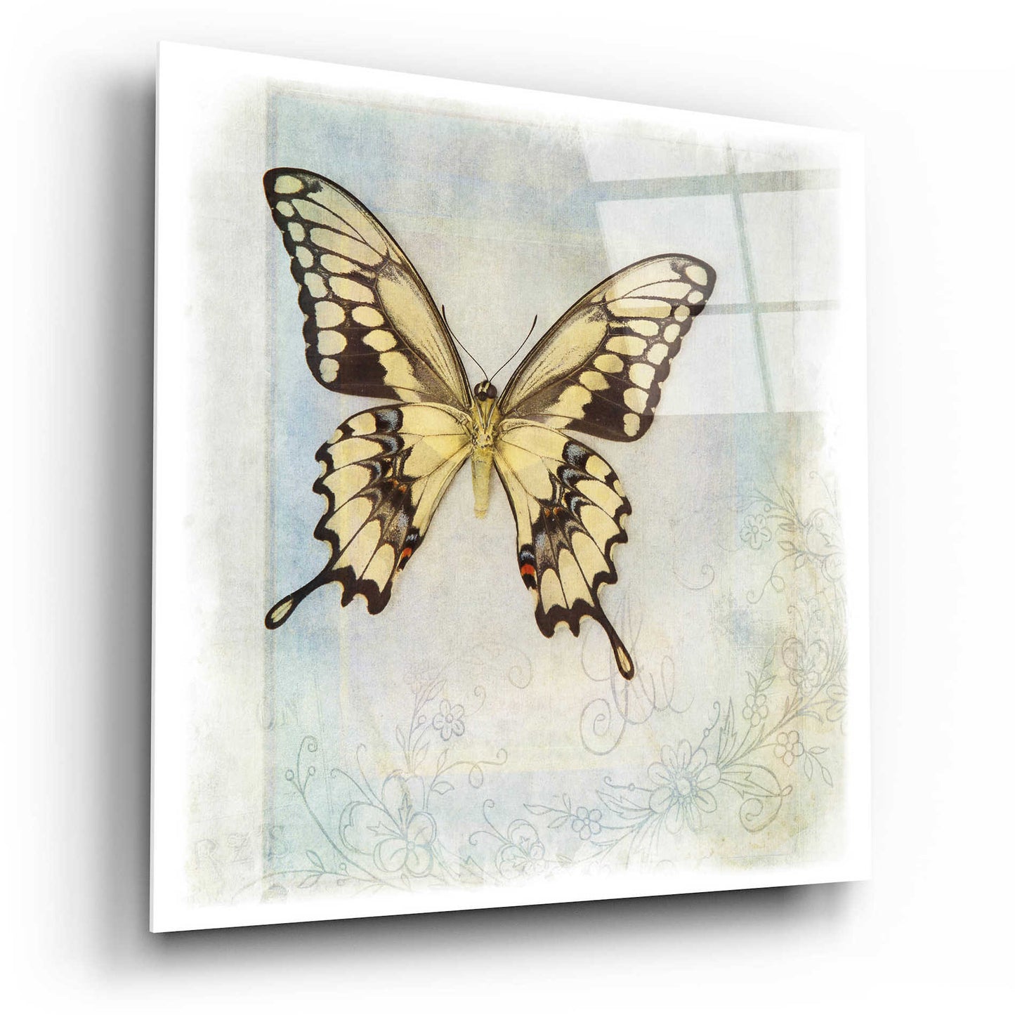 Epic Art 'Floating Butterfly V' by Debra Van Swearingen, Acrylic Glass Wall Art,12x12