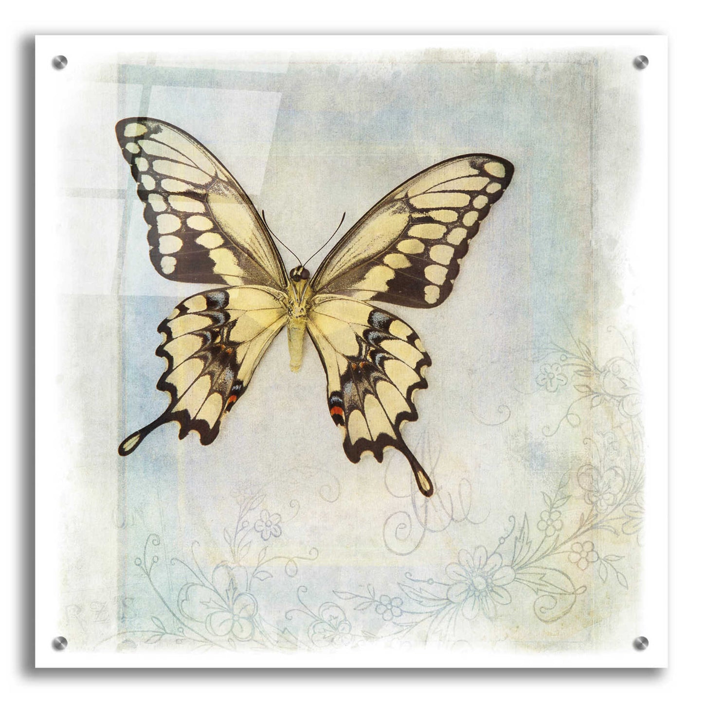 Epic Art 'Floating Butterfly V' by Debra Van Swearingen, Acrylic Glass Wall Art,24x24