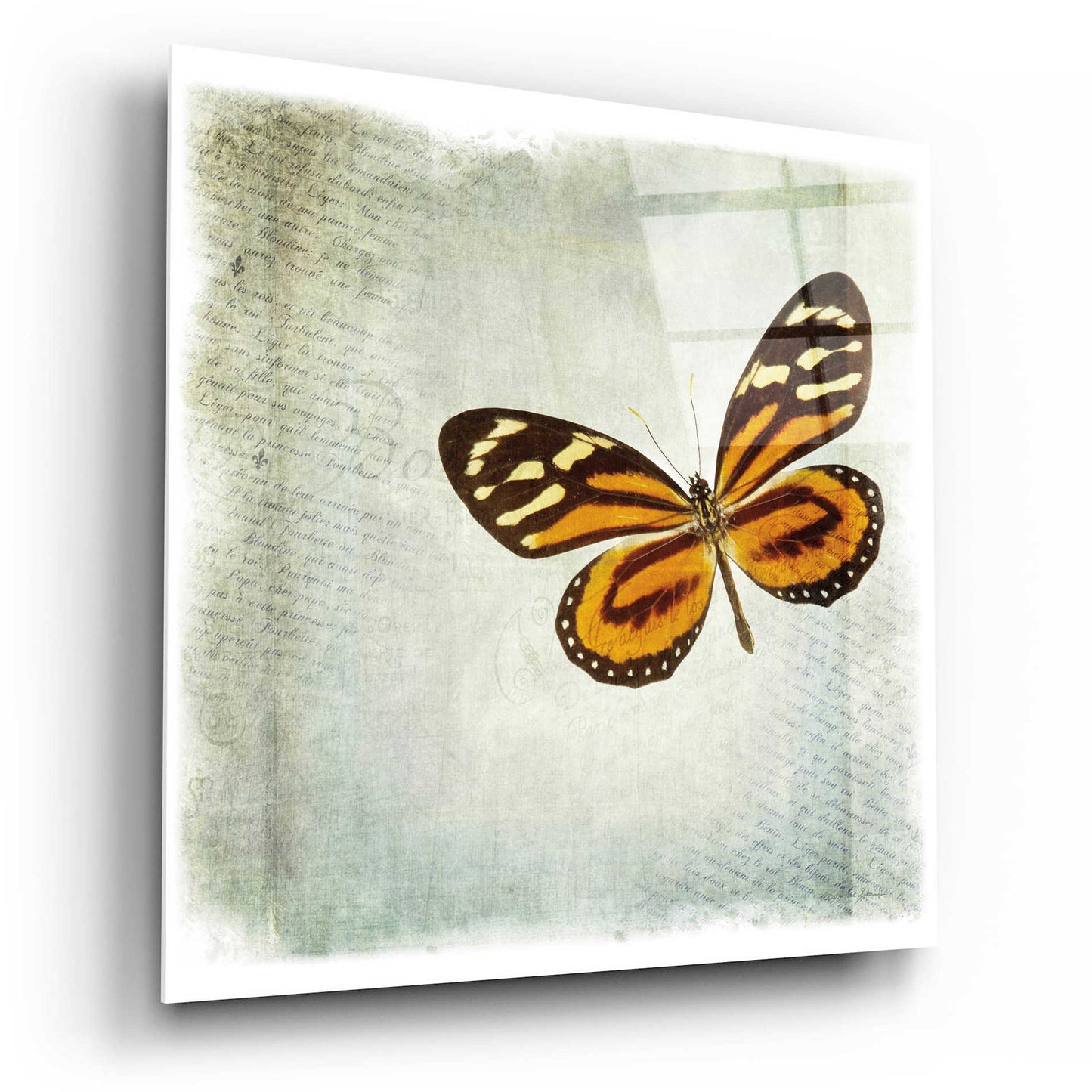 Epic Art 'Floating Butterfly VI' by Debra Van Swearingen, Acrylic Glass Wall Art,12x12