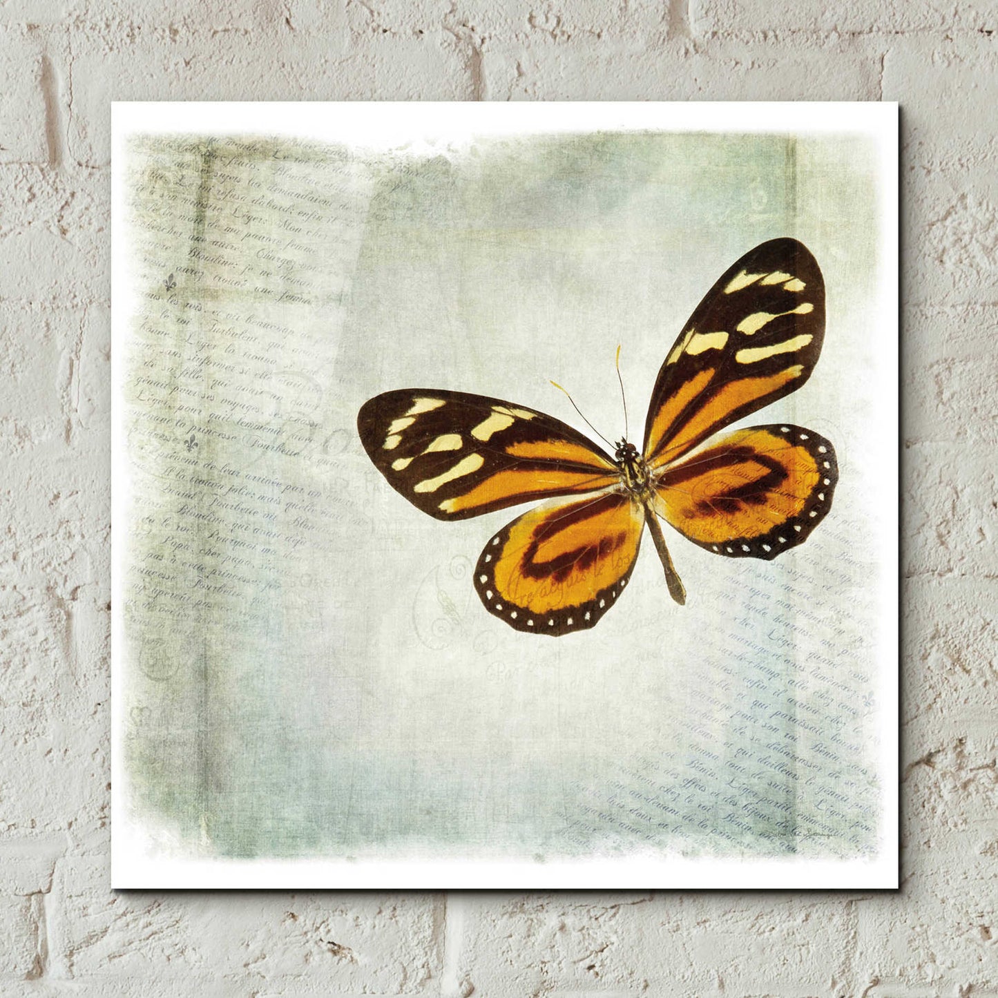 Epic Art 'Floating Butterfly VI' by Debra Van Swearingen, Acrylic Glass Wall Art,12x12