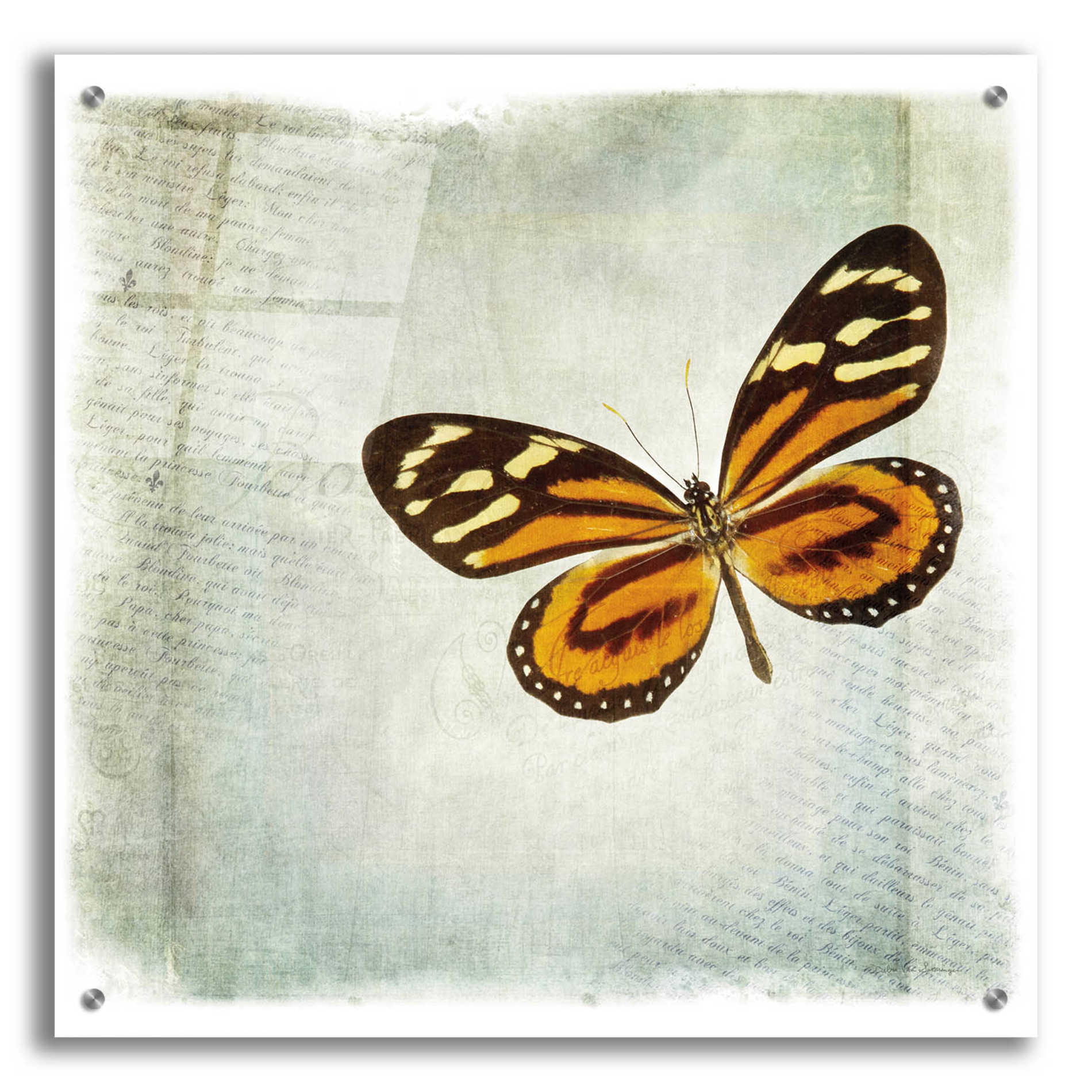 Epic Art 'Floating Butterfly VI' by Debra Van Swearingen, Acrylic Glass Wall Art,24x24
