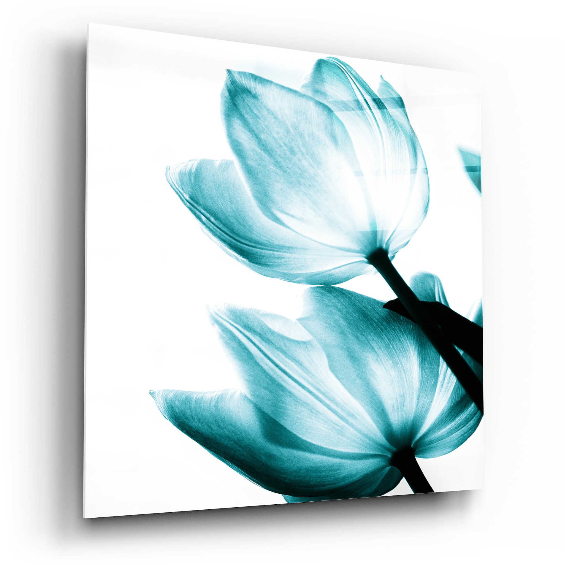 Epic Art 'Translucent Tulips II Teal' by Debra Van Swearingen, Acrylic Glass Wall Art,12x12