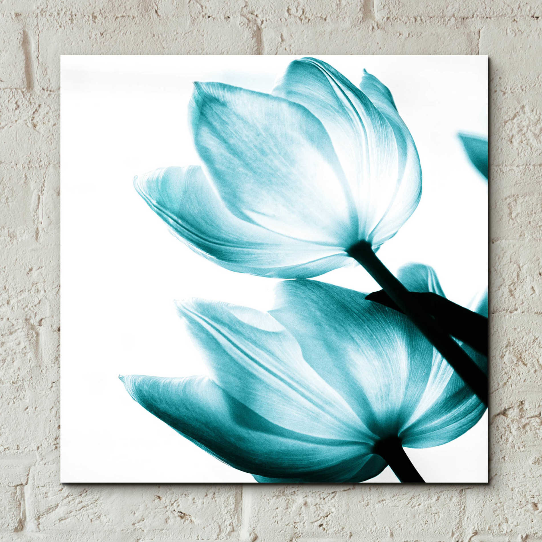Epic Art 'Translucent Tulips II Teal' by Debra Van Swearingen, Acrylic Glass Wall Art,12x12