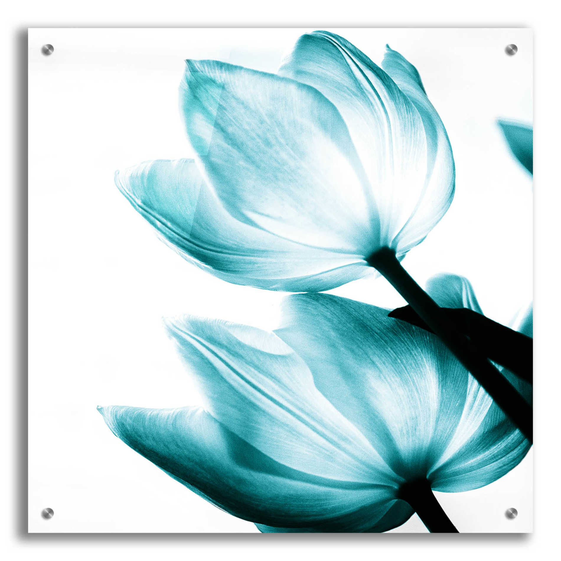 Epic Art 'Translucent Tulips II Teal' by Debra Van Swearingen, Acrylic Glass Wall Art,24x24