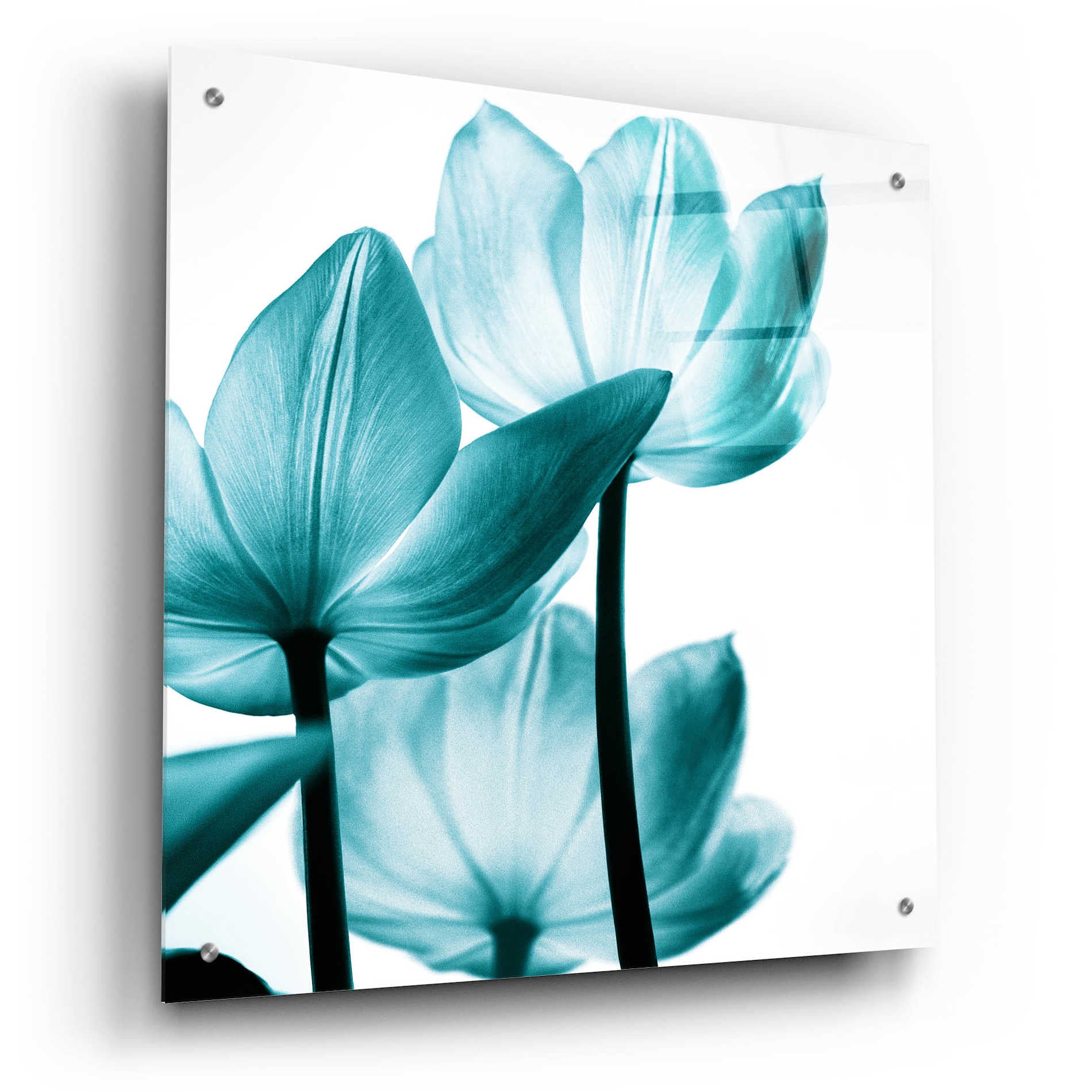 Epic Art 'Translucent Tulips III Teal' by Debra Van Swearingen, Acrylic Glass Wall Art,24x24