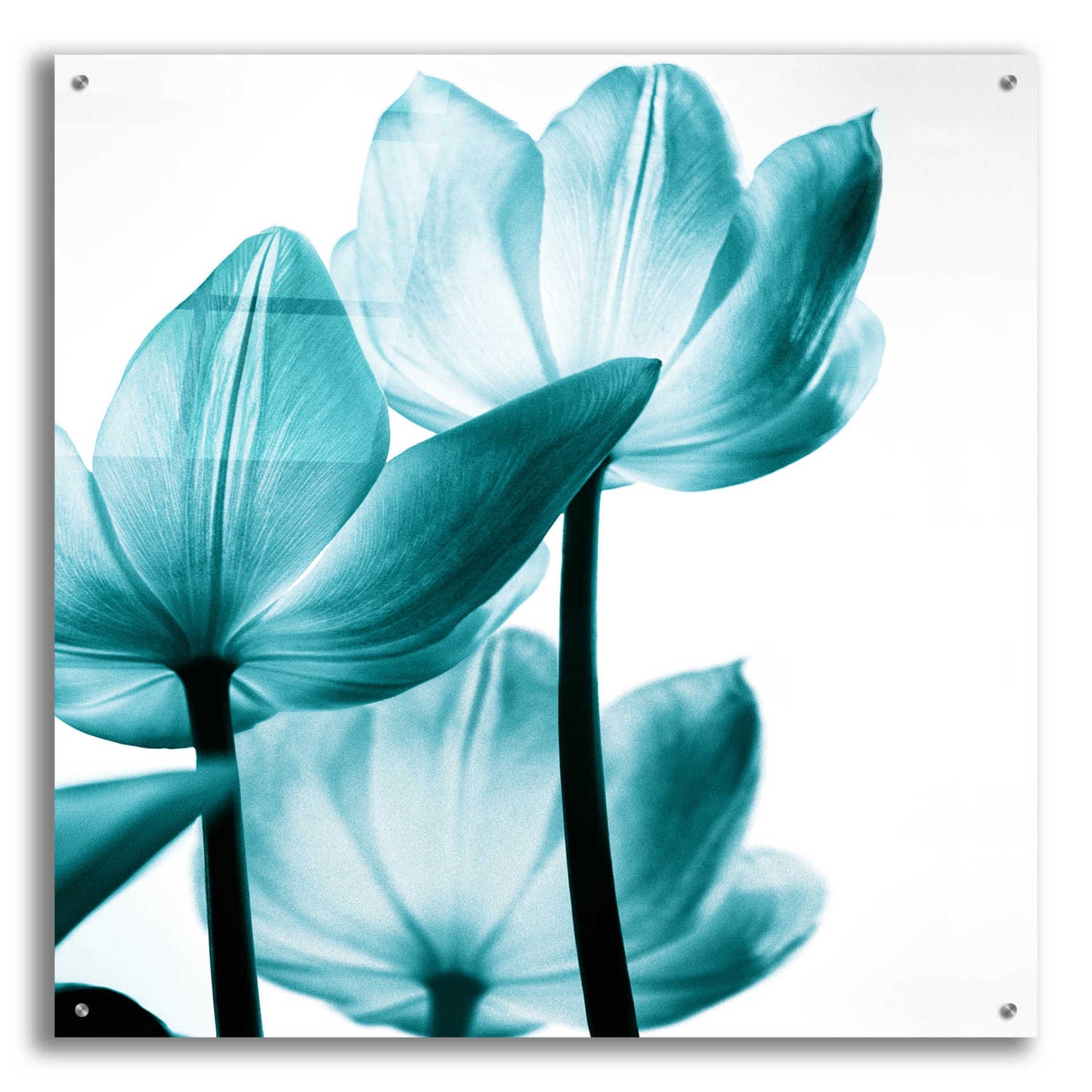 Epic Art 'Translucent Tulips III Teal' by Debra Van Swearingen, Acrylic Glass Wall Art,36x36