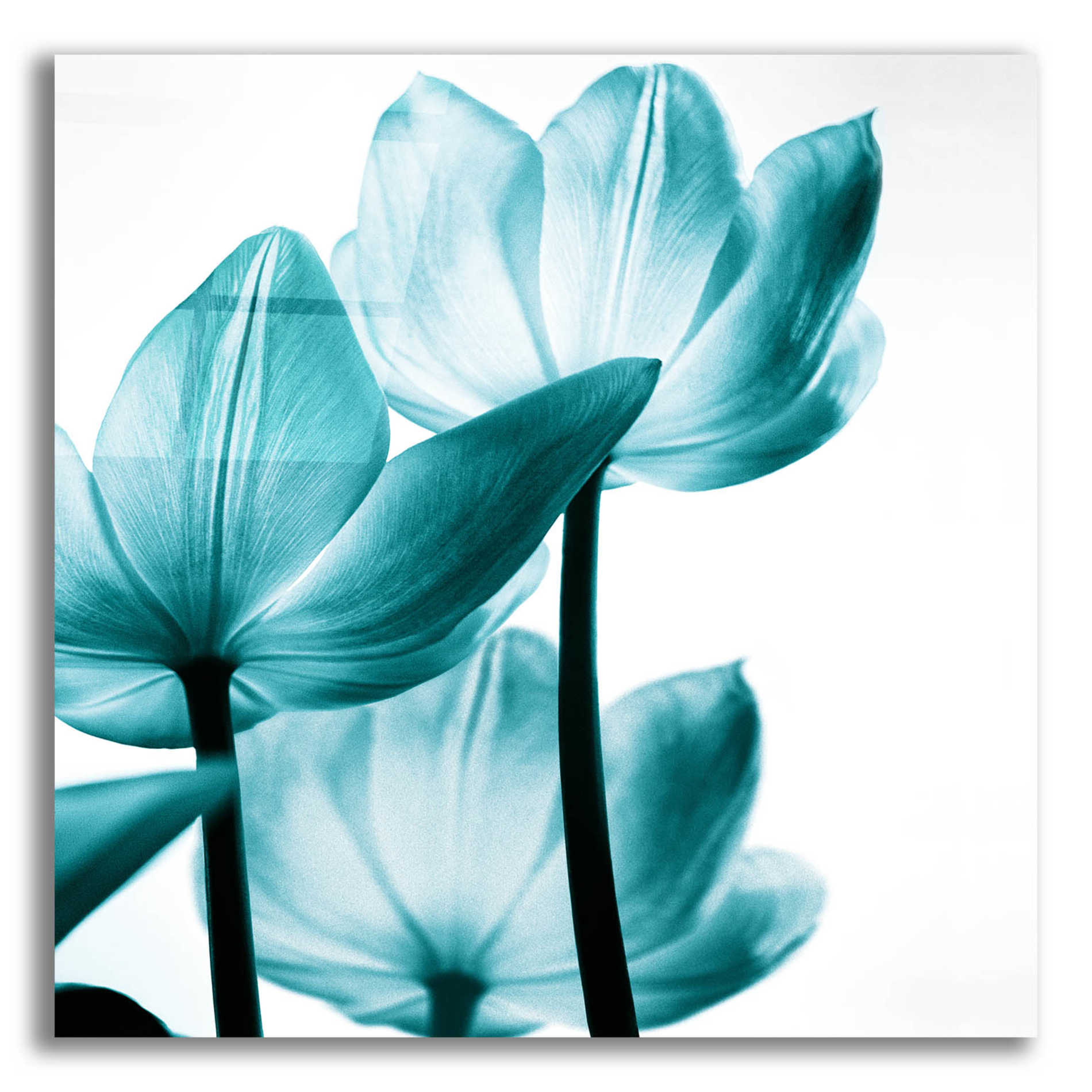 Epic Art 'Translucent Tulips III Teal' by Debra Van Swearingen, Acrylic Glass Wall Art,12x12x1.1x0,18x18x1.1x0,26x26x1.74x0,37x37x1.74x0