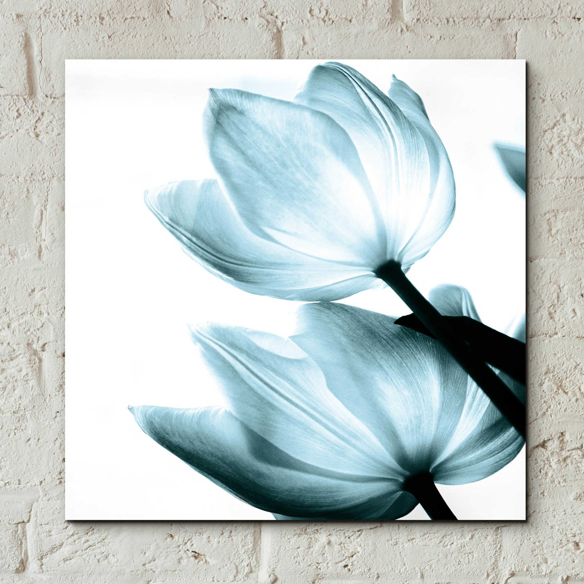 Epic Art 'Translucent Tulips II Aqua' by Debra Van Swearingen, Acrylic Glass Wall Art,12x12