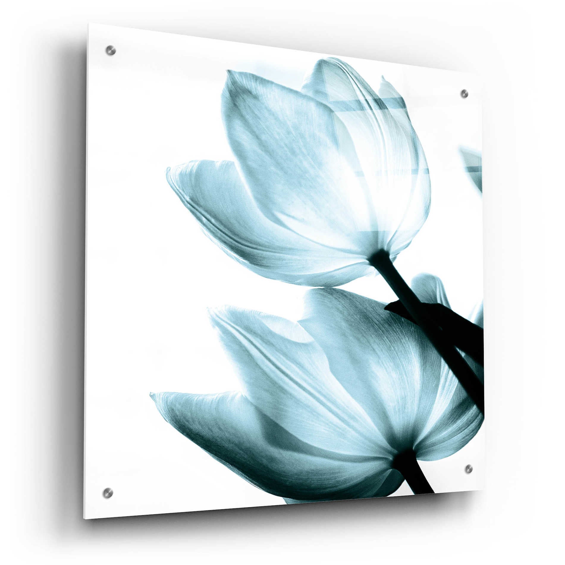 Epic Art 'Translucent Tulips II Aqua' by Debra Van Swearingen, Acrylic Glass Wall Art,24x24