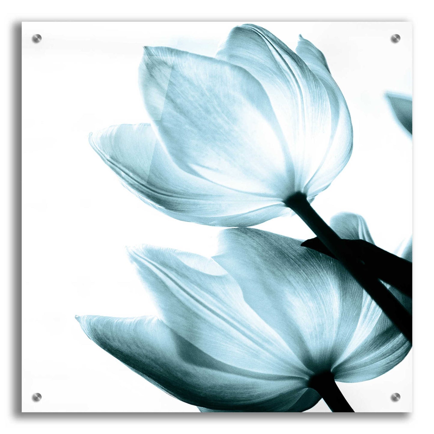 Epic Art 'Translucent Tulips II Aqua' by Debra Van Swearingen, Acrylic Glass Wall Art,24x24