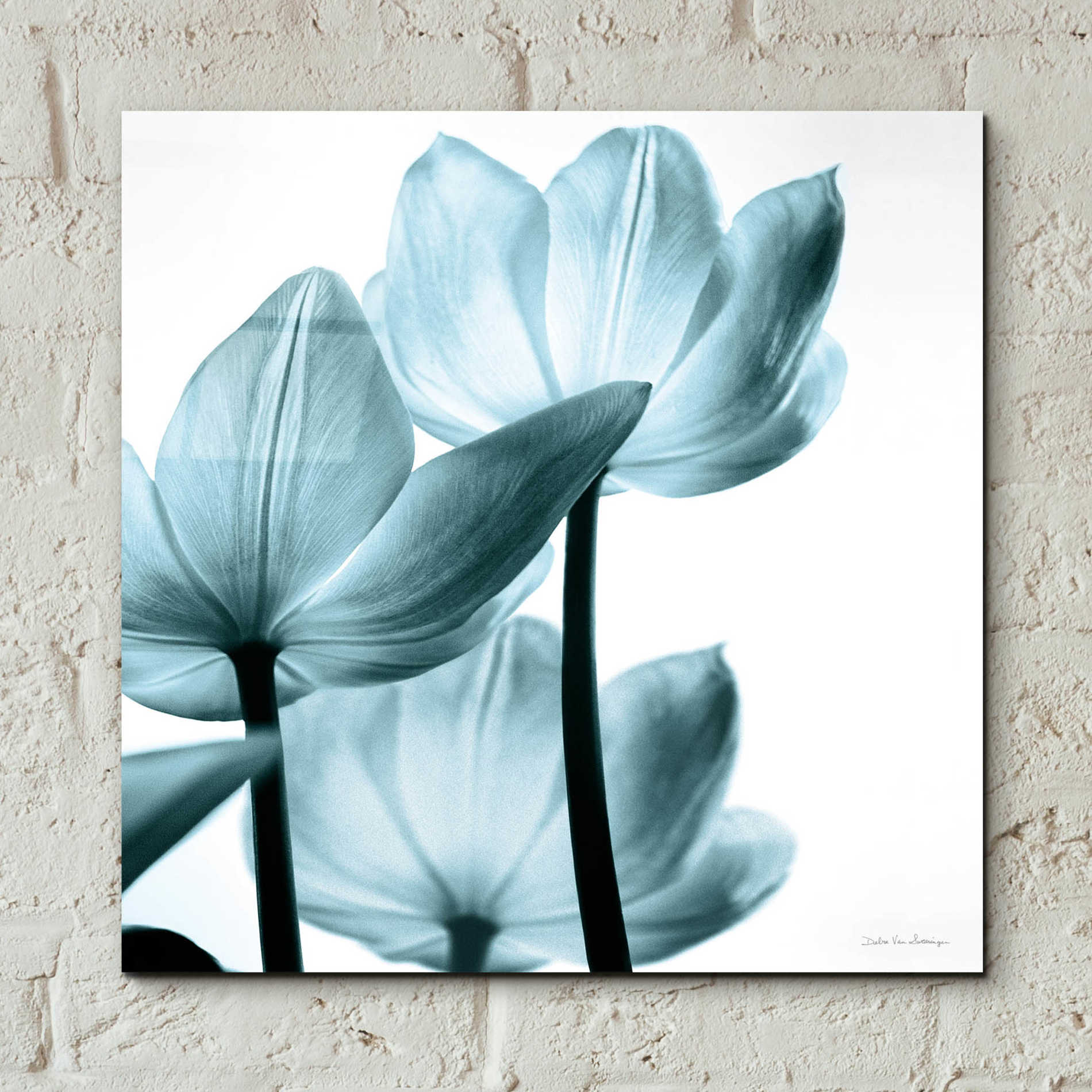 Epic Art 'Translucent Tulips III Aqua' by Debra Van Swearingen, Acrylic Glass Wall Art,12x12