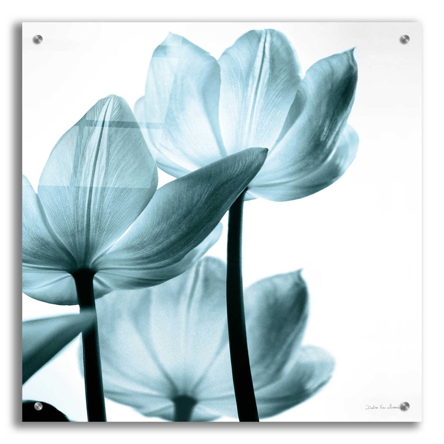 Epic Art 'Translucent Tulips III Aqua' by Debra Van Swearingen, Acrylic Glass Wall Art,24x24