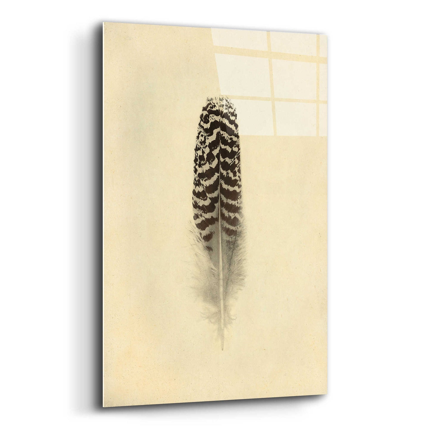 Epic Art 'Feather I Vintage' by Debra Van Swearingen, Acrylic Glass Wall Art,12x16