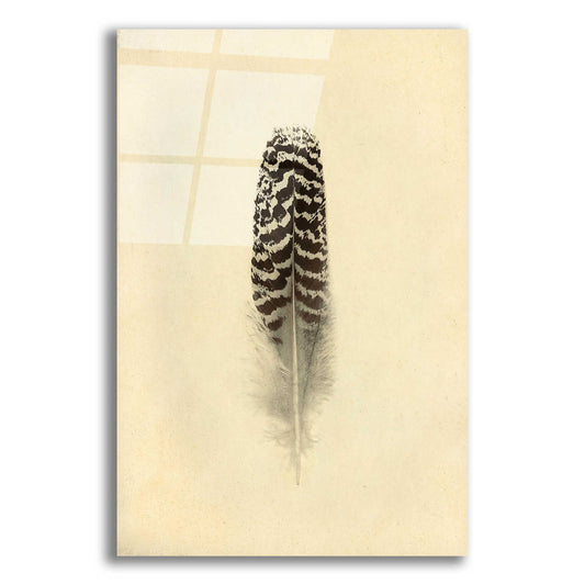 Epic Art 'Feather I Vintage' by Debra Van Swearingen, Acrylic Glass Wall Art,12x16x1.1x0,20x24x1.1x0,26x30x1.74x0,40x54x1.74x0