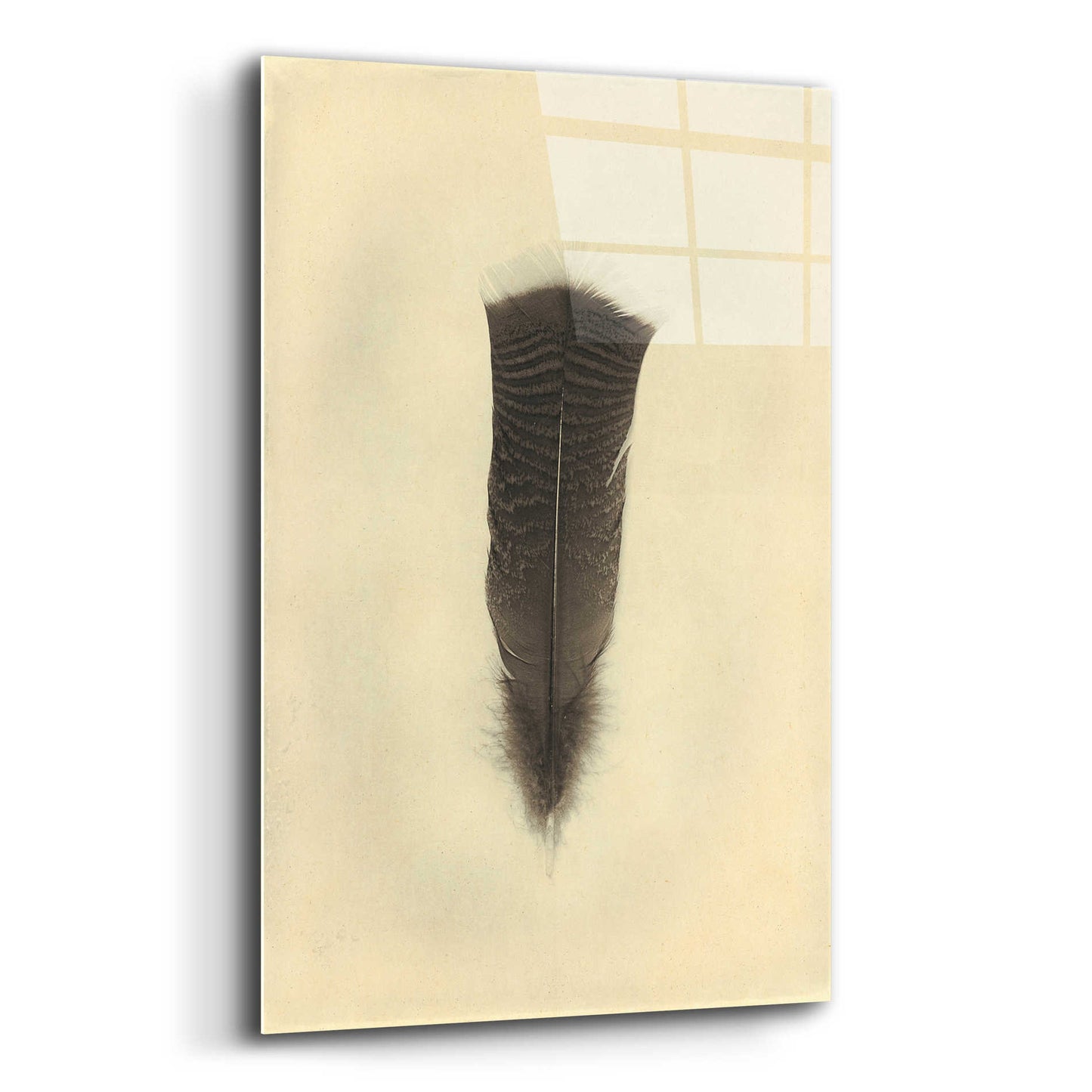 Epic Art 'Feather III Vintage' by Debra Van Swearingen, Acrylic Glass Wall Art,12x16