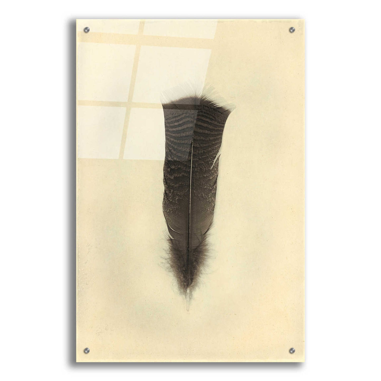 Epic Art 'Feather III Vintage' by Debra Van Swearingen, Acrylic Glass Wall Art,24x36