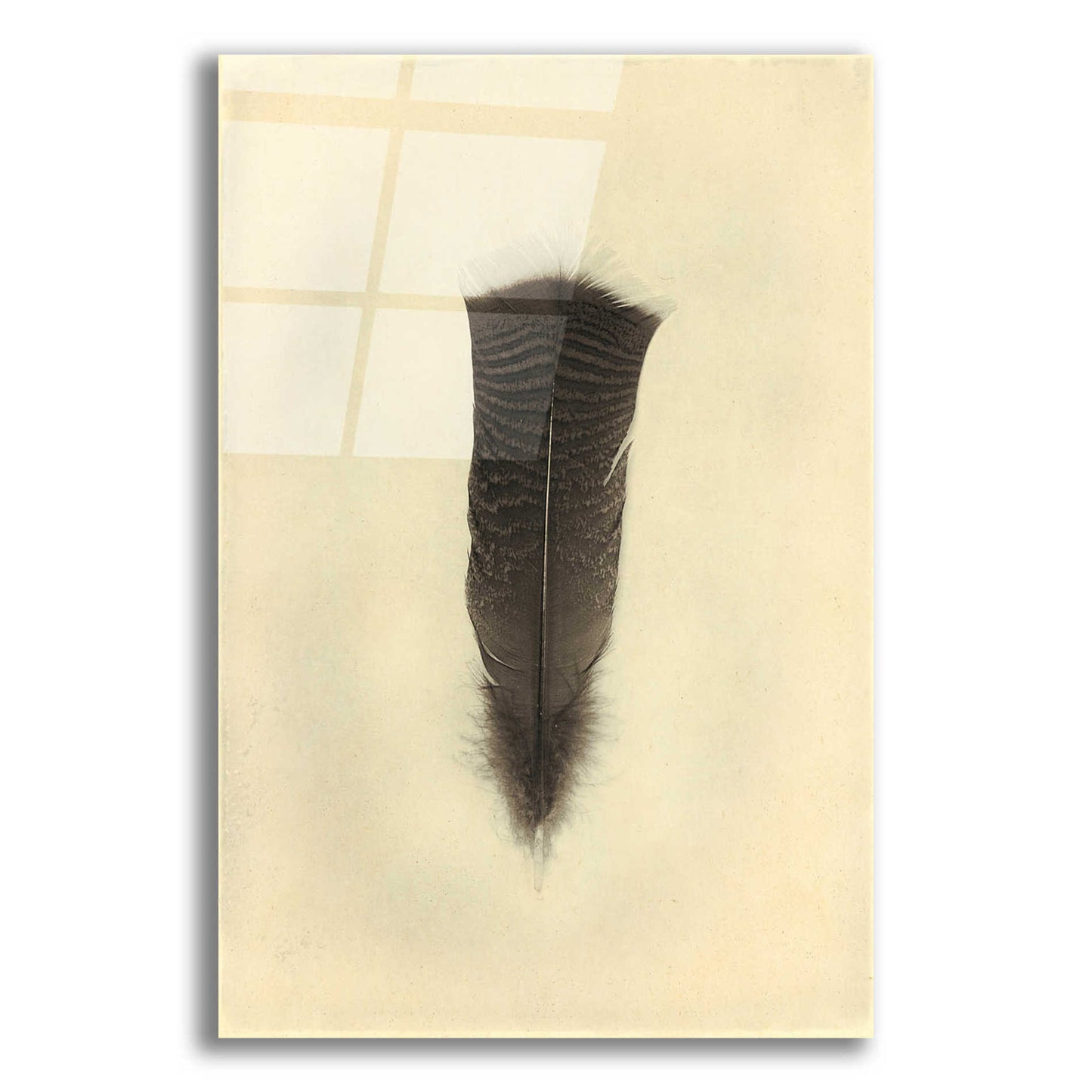 Epic Art 'Feather III Vintage' by Debra Van Swearingen, Acrylic Glass Wall Art,12x16x1.1x0,20x24x1.1x0,26x30x1.74x0,40x54x1.74x0