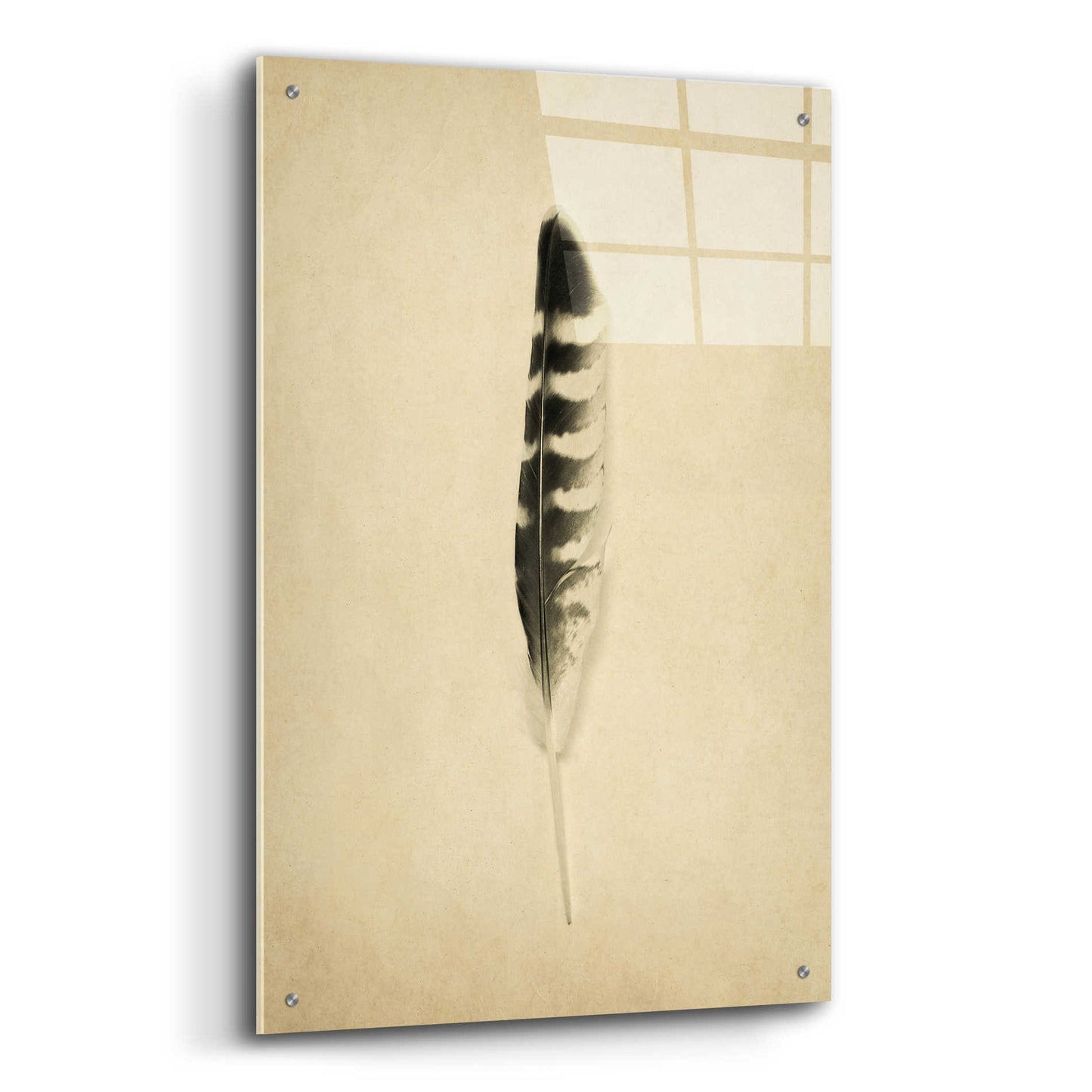 Epic Art 'Feather IV Vintage' by Debra Van Swearingen, Acrylic Glass Wall Art,24x36