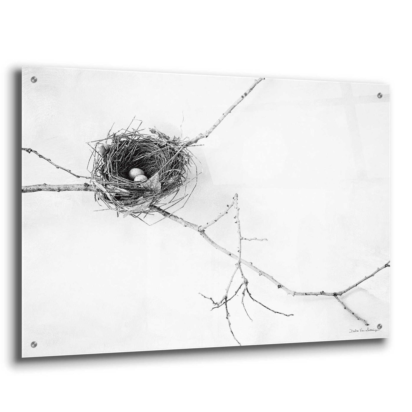 Epic Art 'Nest and Branch I' by Debra Van Swearingen, Acrylic Glass Wall Art,36x24