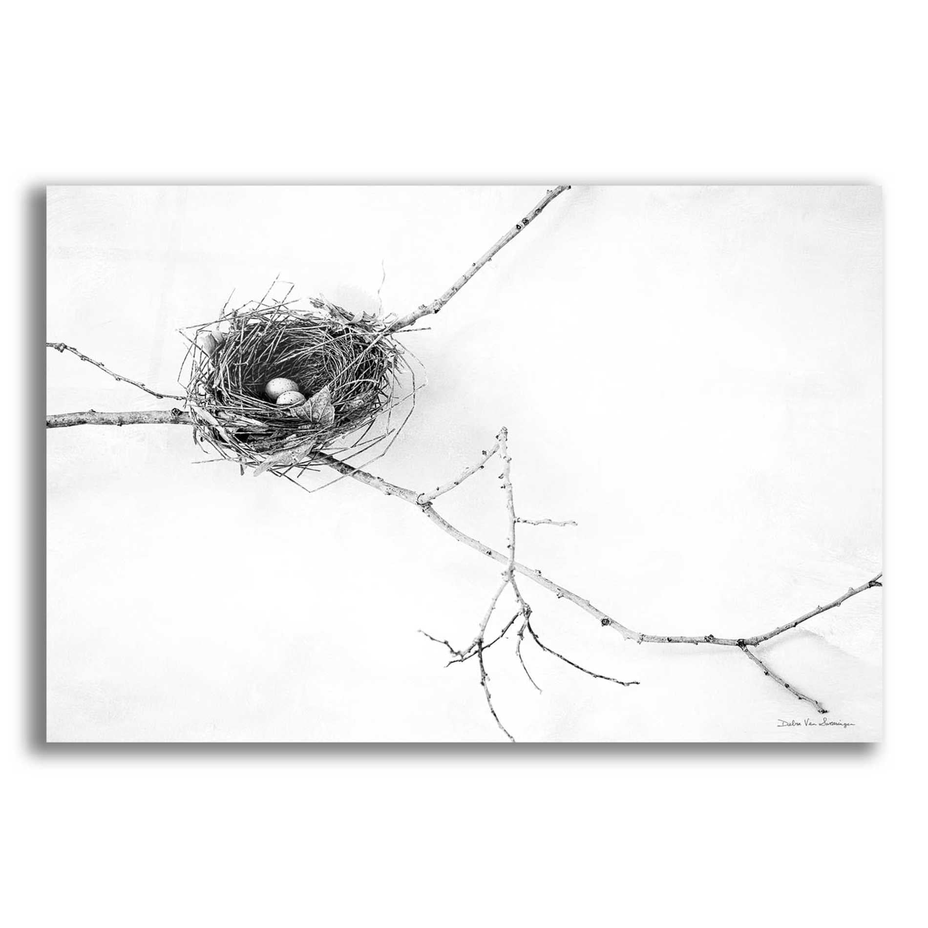 Epic Art 'Nest and Branch I' by Debra Van Swearingen, Acrylic Glass Wall Art,16x12x1.1x0,26x18x1.1x0,34x26x1.74x0,54x40x1.74x0