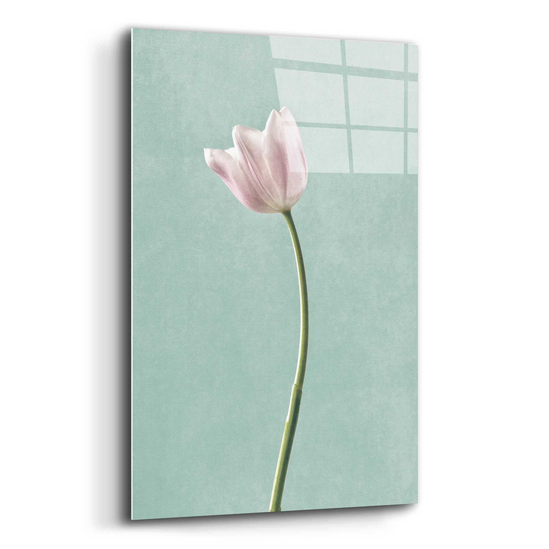 Epic Art 'Light Tulips I Harbor Gray' by Debra Van Swearingen, Acrylic Glass Wall Art,12x16