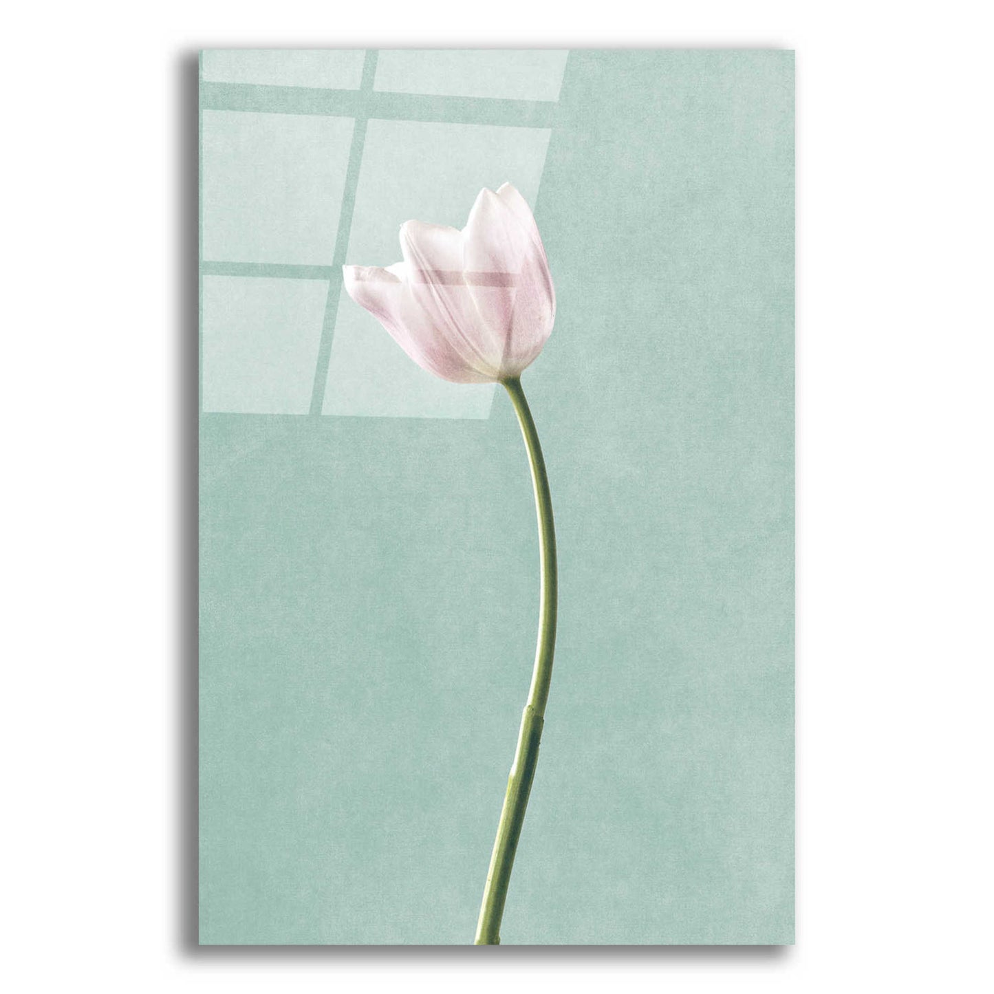 Epic Art 'Light Tulips I Harbor Gray' by Debra Van Swearingen, Acrylic Glass Wall Art,12x16