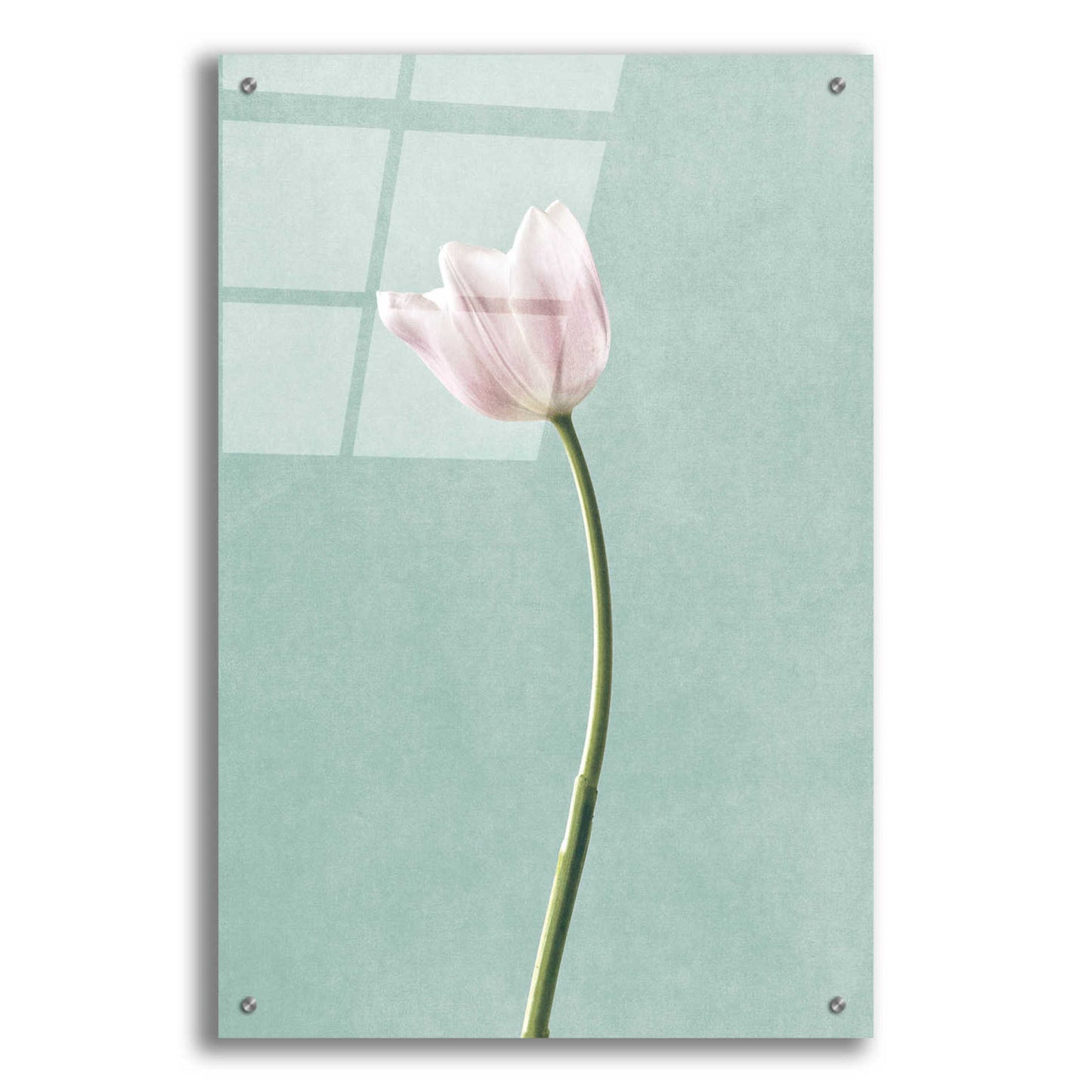 Epic Art 'Light Tulips I Harbor Gray' by Debra Van Swearingen, Acrylic Glass Wall Art,24x36